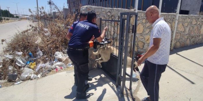 Demir kapının parmaklıkları arasına sıkışan köpek kurtarıldı