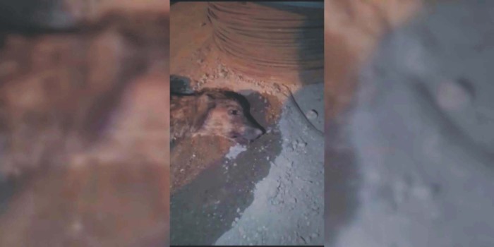 Gölbaşı'nda belediye köpekleri zehirledi iddiası