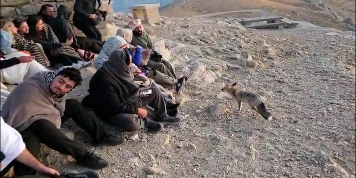 Nemrut Dağı’nı ziyarete gelen turistlere tilki sürprizi