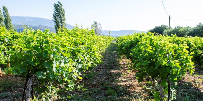 Modern bağcılık projesi için başvuru şartları açıklandı