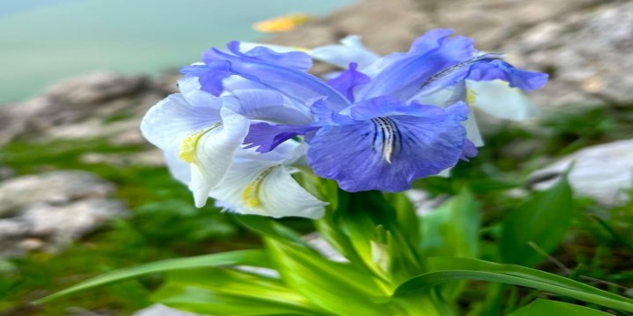 Baharın gelişini simgeleyen Kaya Nevruzu çiçek açtı