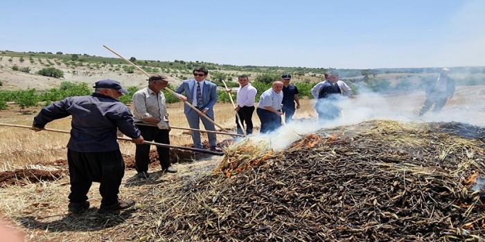 Belören Beldesi’nde asırlık lezzetin hasadı başladı