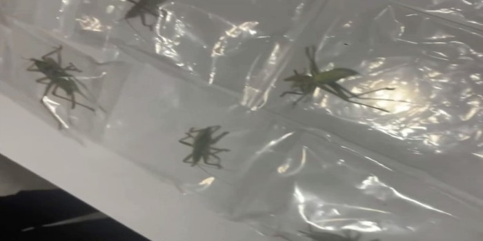 Kahta’da çekirge toplayan 3 yabancı uyruklu şüpheli yakalandı