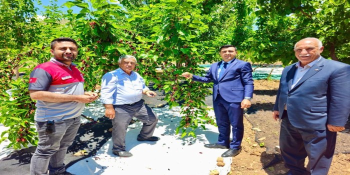 Tut ilçesinde dut hasadı başladı