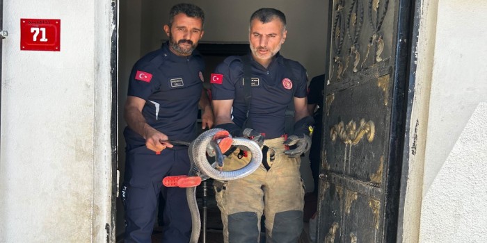 Yılan, mahalle sakinlerine korkulu anlar yaşattı